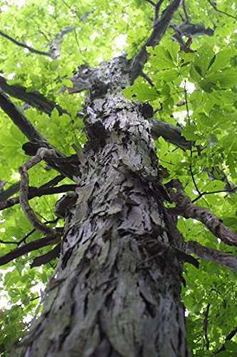 New Fresh 4pcs Green Shagbark Hickory tree Seeds