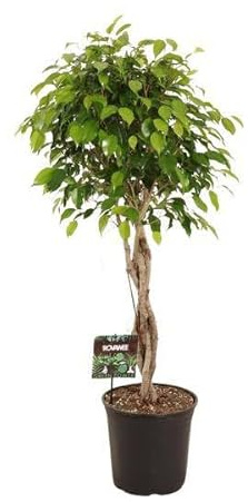 Ficus Benjamina Exotica – Ø 27 cm – 120 cm