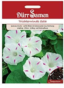 Dürr-Samen - Trichterwinde Seta weiß mit rosa Zeichnung 250 cm Saatgut