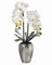 Regency International Phalaenopsis Orchidee in Hammer Silbertopf 61 cm