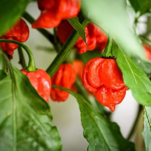 Semillas de Ají Trinidad Scorpion Rojo - Planta de Chile Exótica Súper Picante Variedad de Semillas Garantizada Polinizada Abierta
