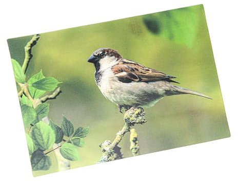 3 D Ansichtskarte Spatz, Postkarte Wackelkarte Hologrammkarte Tier Vogel Gartenvogel Sperling