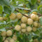 Mirabelle Bellamira 60-80cm - Prunus syriaca - Gartenpflanze