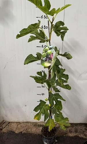 VIVAIO GARDEN FOREST Fico Variegato Panaché (Ficus Carica), 60 cm