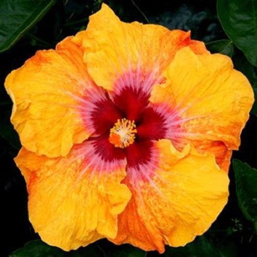 20 Rare Yellow Red Hibiscus Seeds Giant Dinner Plate Flower Garden Exotic Plant