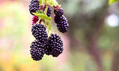 100 Graines de Mûre Sauvage -plante fruit rouge ronce jardin - semences paysannes reproductibles - SemiSauvage