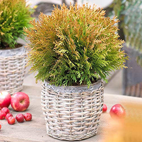 Thuja 'Mirjam' Premium White Cedar Conifer Evergreen Garden Potted Plant Shrub (20-30cm (Incl. Pot))