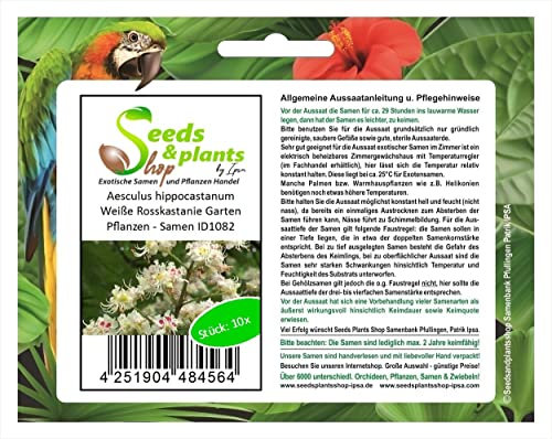 Stk - 10x Aesculus hippocastanum Weiße Rosskastanie Garten Pflanzen - Samen ID1082 - Seeds & Plants Shop by Ipsa