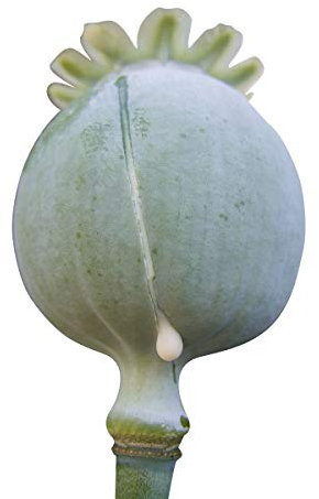 20.000 Samen *Schlafmohn* -Papaver Somniferum-