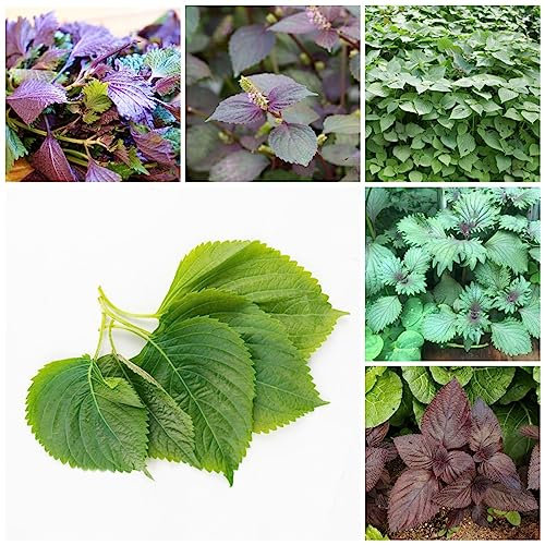 30 piezas semillas semillas de shiso, cama vegetal semilla robusta balcón plantas Perilla frutescens - plantas vegetales balcón plantas resistentes cama de hierbas