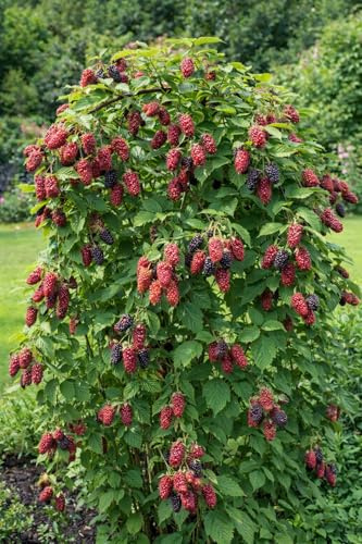 Tayberry Beerenstrauch Rubus ‘Buckingham Tayberry’ – dornlose Brombeere-Himbeere Kreuzung – reich tragend, winterhart, selbstfruchtbar, 50–60 cm hoch inkl. Topf