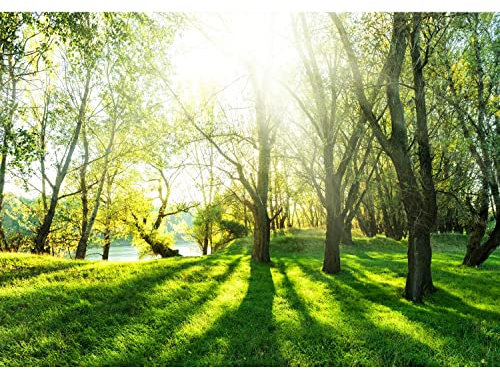 Runa Art Papel tapiz fotográfico Sun del bosque 352 x 250 cm Lana Fondo De Pantalla XXL Moderna Decoración De Pared Sala Cuarto Oficina Salón verde amarillo 9080011a