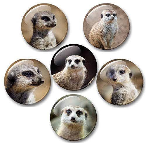 Merchandise for Fans Erdmännchen - 6 große Kühlschrankmagnete [ 05 ] für Memoboard Pinnwand Magnettafel Whiteboard