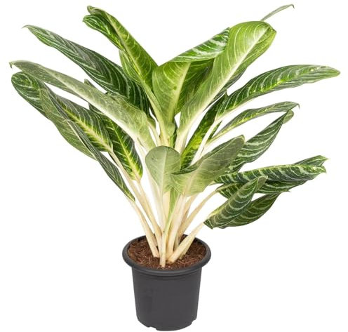 Aglaonema 'Key Lime', Topf-Ø 22 cm, Höhe ca. 70 cm