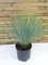 [Palmenlager] Yucca rostrata 70 cm - Stamm 10 cm - Topf 29 cm Ø - Winterharte Palme / -20°C