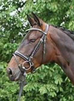 Hagen Trense mit Lack Farbe: schwarz Größe: Po