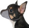 JOYPAWS Maulkorb für extra kleine Hunde, verhindert Beißen, Kauen & Bellen. Weiches, reflektierendes Air-Mesh, verstellbar, volle Abdeckung. Für Fellpflege & Schnitzen. Schwarz, XS