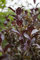 Weigela florida 'Purpurea' ca. 11x11 cm Topf - Weigelie, purpurrote Blüten, Blütezeit Mai-Juni, ideal für Hecken und Rabatten, pflegeleicht, bienenfreundlich