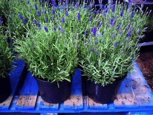 Lavanda Lavandula angustifolia officinalis pianta aromatica in vaso ø14 cm Vivaio di Castelletto