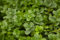 Buxus sempervirens 'Blauer Heinz' - Winterharter Buchsbaum, 3er-Set, mit Ballen, 50-60cm, Immergrün & Pflegeleicht