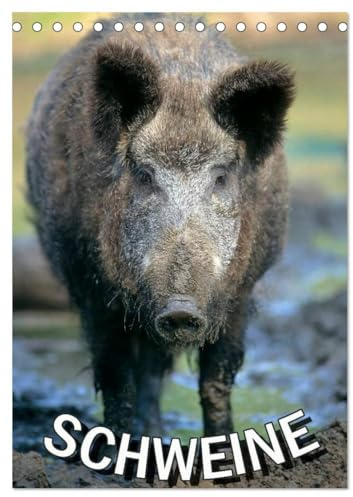 Schweine 2026 (Tischkalender 2026 DIN A5 hoch), CALVENDO Monatskalender: Monatsplaner 14 Seiten (CALVENDO Tiere)