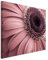 Paul Sinus Art Kunstfoto auf Leinwand 60x40cm Naturfotografie – blumen in Altrosa auf Leinwand exklusives Wandbild moderne Fotografie für ihre Wand in vielen Größen