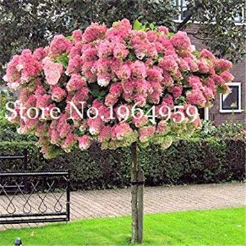 Potseed . Innenfarbe 50 PC-Hortensie, paniculata ‚Vanilla Fraise‘, Stauden Balkon Zierblumen, Garten Planta: h
