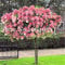 Potseed . Innenfarbe 50 PC-Hortensie, paniculata ‚Vanilla Fraise‘, Stauden Balkon Zierblumen, Garten Planta: h