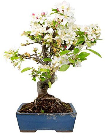 Bonsái Malus sp.10 años MANZANO