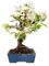 Bonsái Malus sp.10 años MANZANO