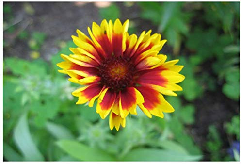 PREMIER SEEDS DIRECT - GAILLARDIA - ARISTATA - Bicolour Goblin - 250 Finest Seeds