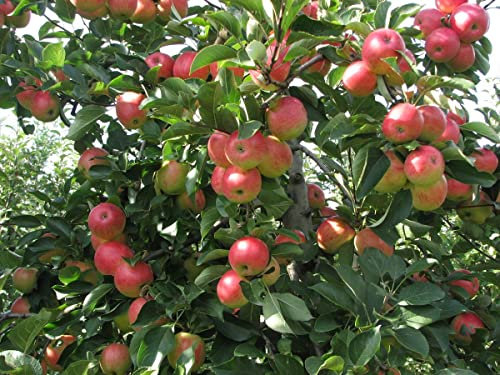 Apfel 'Rebella' ca. 150cm im 10 Liter Topf