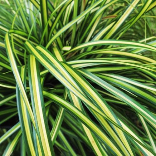 Perfect Plants - Ornamental Grass Carex Oshimensis Eversheen in a 17cm Pot Garden Ready Grass Plants