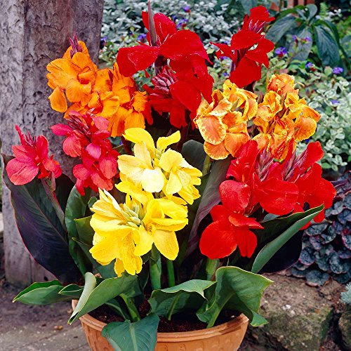 3 Canna Lily Mixed Bare Root Perennial Hardy Garden Summer Plant