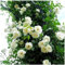 100 Semillas de Rosas Trepadoras - Crecimiento Rápido, Colores Vivos y Fragantes - Plantas de Jardín Exterior, Regalo para Amantes de la Jardinería (Blanco)