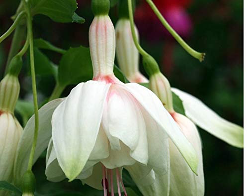 Pack x6 Semi-Trailing Fuchsia 'Annabel' Summer Garden Plug Plants