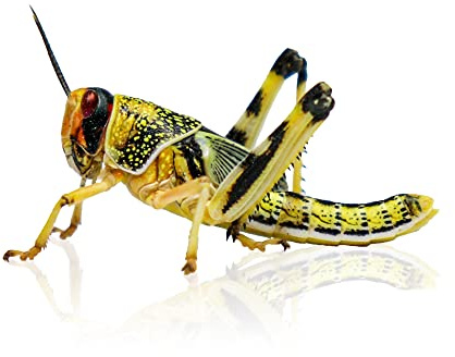 Peregrine Livefoods Locusts Super-Pack Small - 2nd Size - 8-12mm