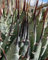 Agave utahensis var nevadensis - Hardy Nevada Agave - 20 Samen