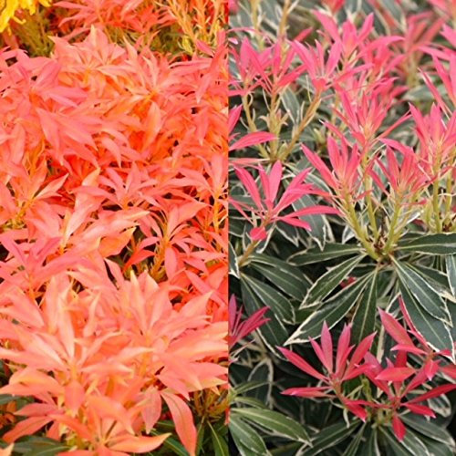 Carbeth Plants 2 x Pieris Forest Flame Flaming Silver in 9cm Pots - Evergreen Japanese Pieris Garden Plants with Colourful New Growth for Patio, Borders & Containers