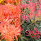 2 x Pieris Forest Flame - Flaming Silver - Both in 9cm Pots