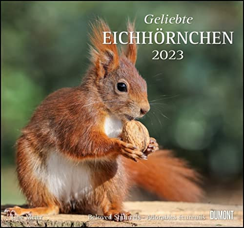 Dumont Geliebte Eichhörnchen - Kalender 2023 - DuMont-Verlag - Wandkalender - Fotokalender - 37,8 cm x 35 cm, BUNT