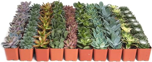 Pack de 10 Suculentas Naturales – Plantas Vivas Mixtas para Interior y Exterior
