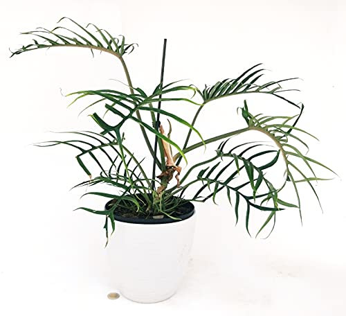 POWERS TO FLOWERS - PHILODENDRON, PHYLODENDRON, MONSTERA TOROTO XXL, IN VASO CERAMICA BIANCO A RIGHE, VASO 18CM, pianta vera