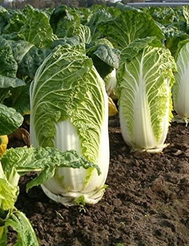 300 Michihili Chinese Cabbage Seeds for Planting Heirloom Non GMO 1 gram Garden Vegetable Bulk Survival Bak Choy Pak