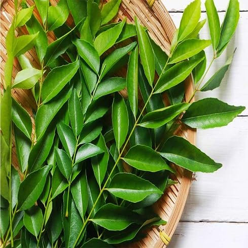 50 graines de nouvelles feuilles de curry fraîches