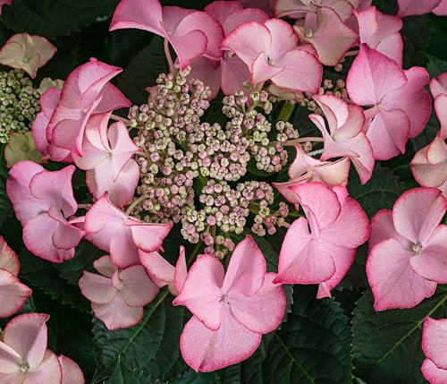 Dehner Teller-Hortensie, Hydrangea macrophylla, rosa Blüten, 40-45 cm exkl. Pflanztopf, 5 l Topf, Zierstrauch