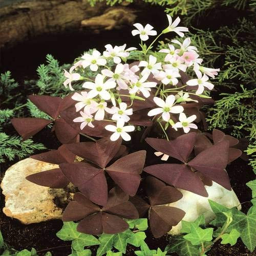 Dreieckiger Glücksklee - 10 blumenzwiebeln