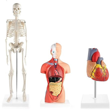 UIGJIOG Anatomisches 3D-Modell Menschliches Herz-Torso-Skelett-Modell Lernwerkzeuge Anatomie Physiologie-Studenten Sätze Mit DREI Anatomiemodellen Wissenschafts-Lernset Zusammenbauen Zerlegen
