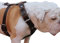 Hundegeschirr, Echtleder, Brustweite 76,2 - 88,9 cm, Breite 3,8 cm, Braun