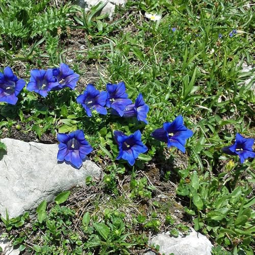 Planta de genciana - semillas semillas de flores pradera Decoración floral, plantas jardín resistentes. flores, plantas resistentes para el jardín. genciana decorativas cama elevada 100pcs